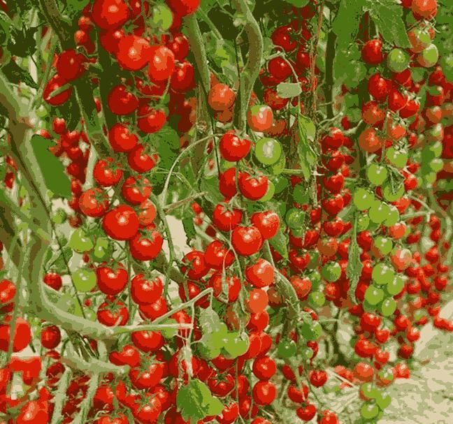 Waterfall Tomato Seeds