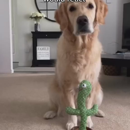 cactus toy dog.mp4