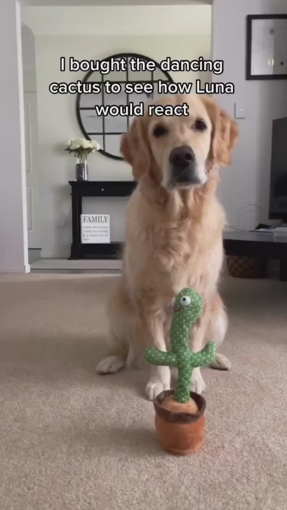 cactus toy dog.mp4